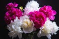 Bouquet of peonies with water drops. Black background. Royalty Free Stock Photo