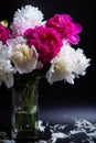Bouquet of peonies with water drops. Black background. Royalty Free Stock Photo