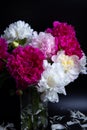 Bouquet of peonies with water drops. Black background. Royalty Free Stock Photo