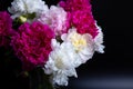 Bouquet of peonies with water drops. Black background. Royalty Free Stock Photo