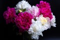 Bouquet of peonies with water drops. Black background. Royalty Free Stock Photo