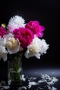 Bouquet of peonies with water drops. Black background. Royalty Free Stock Photo