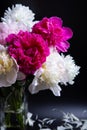 Bouquet of peonies with water drops. Black background. Royalty Free Stock Photo