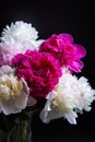 Bouquet of peonies with water drops. Royalty Free Stock Photo