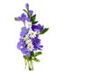 Bouquet of periwinkle Vinca minor, lesser periwinkle, myrtle, creeping myrtle and Stellaria holostea or starwort, stitchwort, Royalty Free Stock Photo