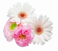 Bouquet of persian buttercup and transvaal daisy Royalty Free Stock Photo