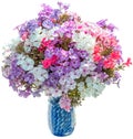 Bouquet of phloxes Royalty Free Stock Photo