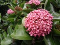pink ashoka flower