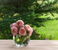 Bouquet of pink asters in a glass vase Royalty Free Stock Photo