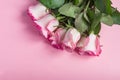 Bouquet of Pink blooming roses  on pastel pink background. Romantic floral frame. Copy space Royalty Free Stock Photo