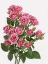 Bouquet of pink Bush roses on a white background 24057 Royalty Free Stock Photo