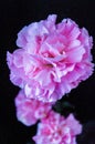 Bouquet pink carnation flower isolated on black background so be Royalty Free Stock Photo