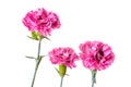 Pink Carnation flowers isolated on a white background Royalty Free Stock Photo