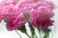 A bouquet of pink carnations Royalty Free Stock Photo