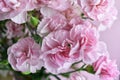 Bouquet of pink carnations on pink pastel background. Carnation for mothers day, wedding and valentines day. Close up