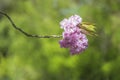 Bouquet of pink cherry blossom, Prunus serrulata, Kanzan, Sekiyama