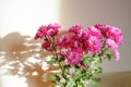 Bouquet of pink chrysanthemums flowers in sunlight across white wall. Postcard design. Copy space