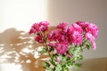 Bouquet of pink chrysanthemums flowers in sunlight across white wall. Postcard design. Copy space. Interior decor, gift concept