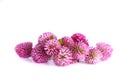 Bouquet. Pink clover flowers on a white background Royalty Free Stock Photo