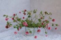 A Bouquet of pink clovers in a flowerpot on a White background