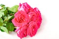 Bouquet of pink color beautiful roses isolated on white background. Selective focus. Copy space Royalty Free Stock Photo