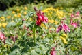 Bouquet of pink columbine flowers is on a green leaves background