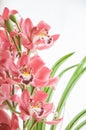 Bouquet of pink cymbidium orchids