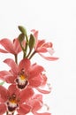 Bouquet of pink cymbidium orchids