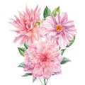 Bouquet of pink dahlia flowers on isolated white background, watercolor botanical painting, flora design Royalty Free Stock Photo