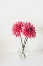 Bouquet of pink dahlias in a glass vase on a light background Royalty Free Stock Photo