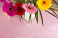 Bouquet of pink daisies in white vase on pink background, colorful flowers view above Royalty Free Stock Photo