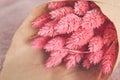 Bouquet of pink dried flowers