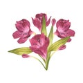 Bouquet of pink flowers. Alstroemeria branch. Beautiful Peruvian Lilly. For background design, invitations. Watercolor Royalty Free Stock Photo