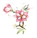 Bouquet of pink flowers sakura. Greeting cards. Flower backdrop. Watercolor hand drawn illustration