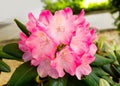 Bouquet of pink flowers surrounded by green leaves