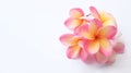 Flat lay Bouquet of Pink Frangipani or plumeria, Tree spa flowers blossoming Bright colorful on isolate a white backg Royalty Free Stock Photo