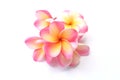 Top view  Bouquet of Pink Frangipani or plumeria, Tree spa flowers blossoming Bright colorful on isolate a white backg Royalty Free Stock Photo