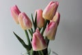 Bouquet of pink holland tulips in a glass vase on a white wooden background with copy space Royalty Free Stock Photo