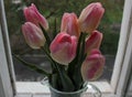 Bouquet of pink holland tulips in a glass vase on a windowsill with an open window on a green trees background Royalty Free Stock Photo