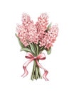 Bouquet of pink hyacinths tied with pink ribbon isolated on white background. Royalty Free Stock Photo