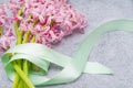 A bouquet of pink hyacinths tied with a salad colored ribbon lies on a gray surface. Woman`s Day or Mother`s Day gift Royalty Free Stock Photo