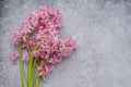 A bouquet of pink hyacinths tied with a salad colored ribbon lies on a gray surface. Woman`s Day or Mother`s Day gift Royalty Free Stock Photo