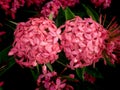 Bouquet of Pink Ixora Flowers Blooming Royalty Free Stock Photo