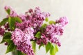 Bouquet of pink lilac in a in a transparent glass vase or can on a light background. Spring concept Royalty Free Stock Photo