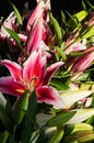 Bouquet of pink lilies. Background of bright flowers