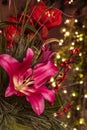 A bouquet of pink lilies Lilium, branches of holly Ilex with small red berries and red Amaryllis Amaryllidaceae