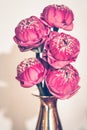Bouquet of Pink Lotus in brass vase Royalty Free Stock Photo