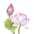 Bouquet with pink Lotus flower, Bud and Leaf. Delicate blooming Water Lily Watercolor illustration isolated on white background. Royalty Free Stock Photo