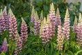 Bouquet of pink lupine flowers is on a green leaves background