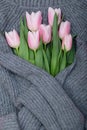 Bouquet of pink pastel tulips on grey knit sweater background